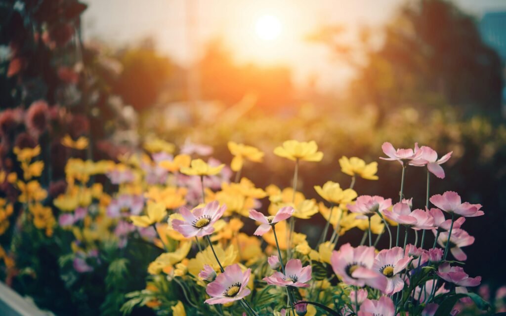 Fleurs de jardin au lever du soleil, illustrant l’émerveillement du jardinage débutant.